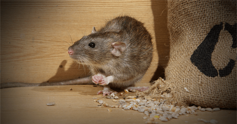 8 Cách đuổi chuột ra khỏi nhà hiệu quả cho nhà ở, phòng trọ