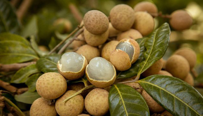 Cách chọn mua nhãn ngon