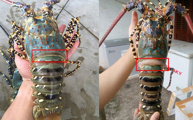 Hướng dẫn cách chọn tôm hùm ngon