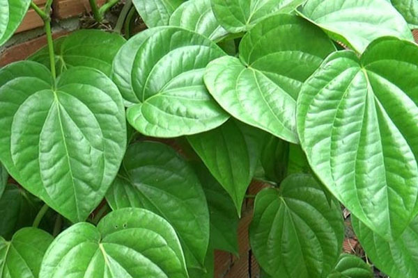 Cách làm se khít cô bé