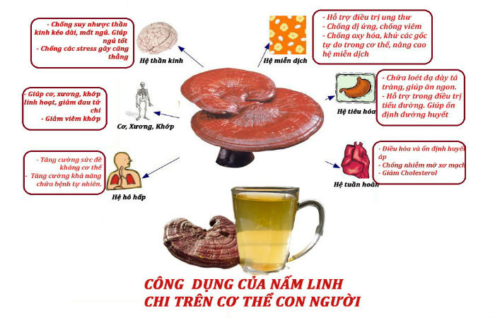 Công dụng của nấm linh chi