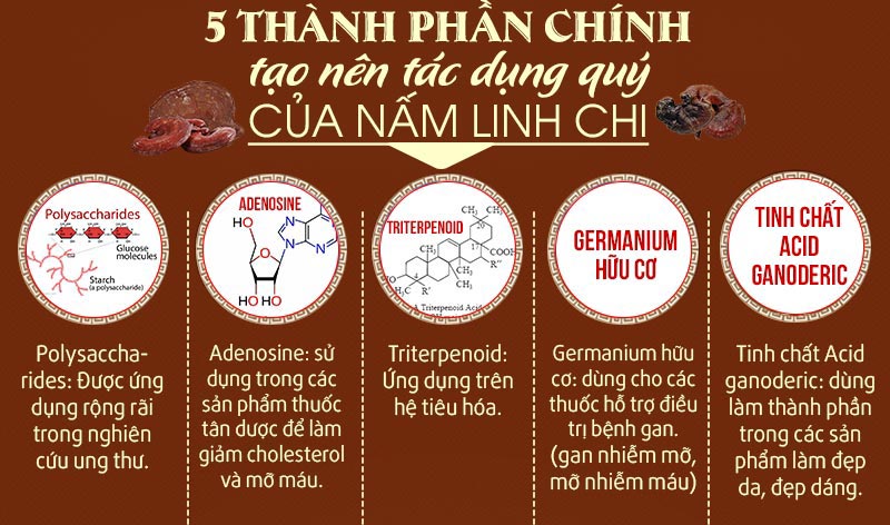 Thành phần của nấm linh chi