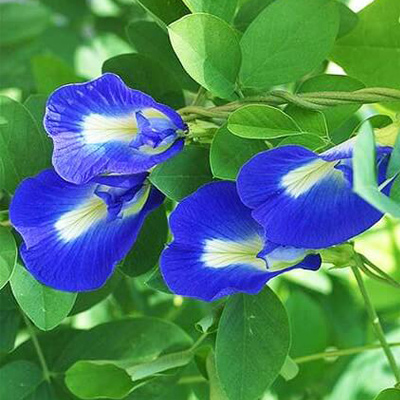 Hình ảnh hoa đậu biếc