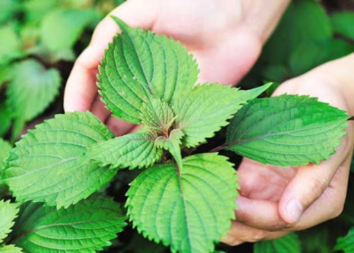 Lá tía tô có tác dụng rất tốt giúp làm trắng da, thu nhỏ lỗ chân lông