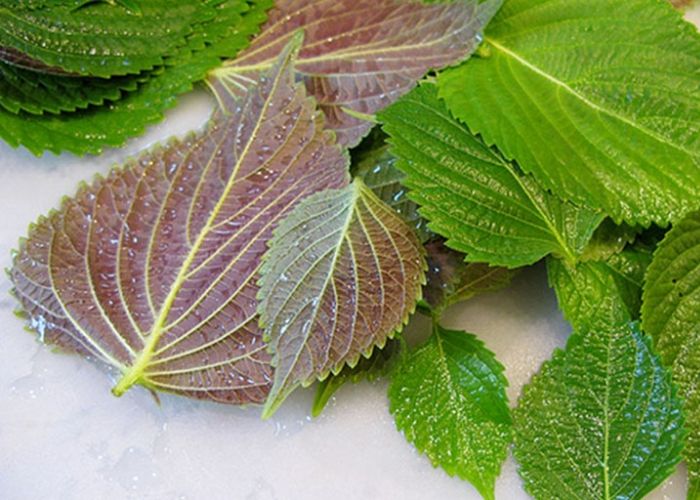 Liệu xông mặt bằng lá tía tô có tác dụng gì với việc giải cảm