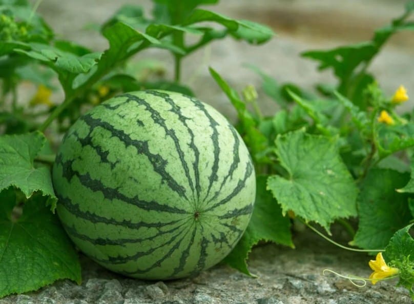 Ăn dưa hấu có nóng không là câu hỏi của rất nhiều người