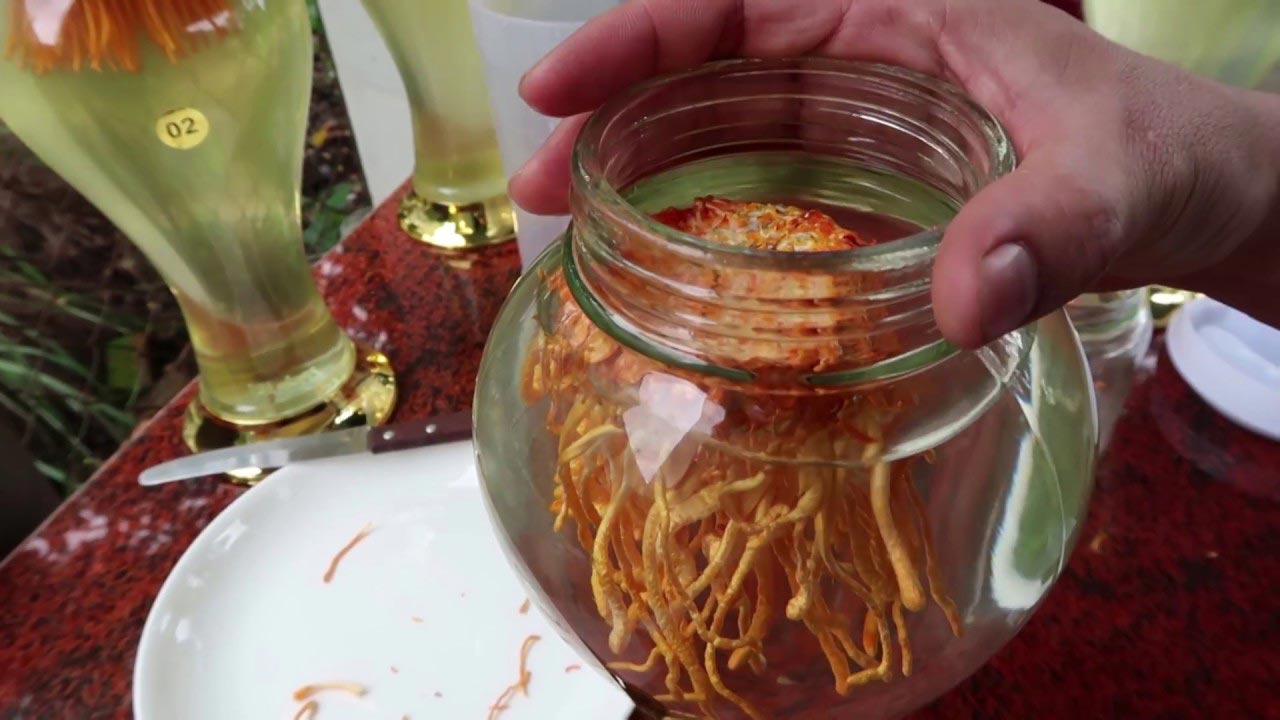 Ngâm rượu đông trùng hạ thảo nguyên con
