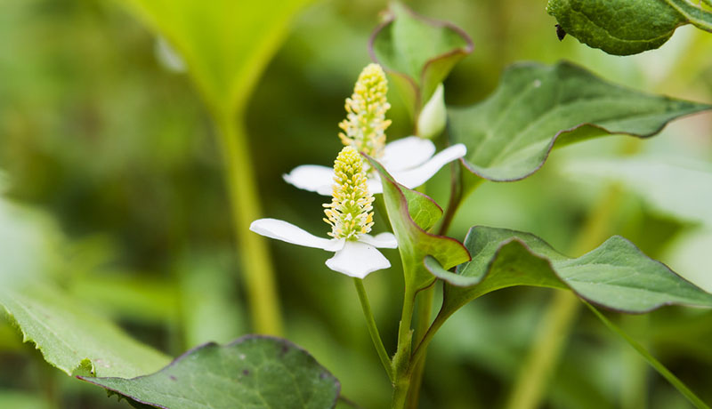 Uống rau diếp cá trị mụn là một trong những cách trị mụn dân gian được nhiều người yêu thích