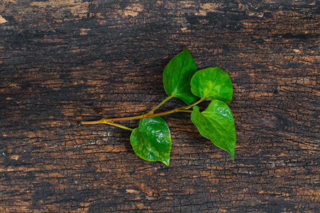 Bạn đã biết nên uống nước rau diếp cá khi nào chưa?