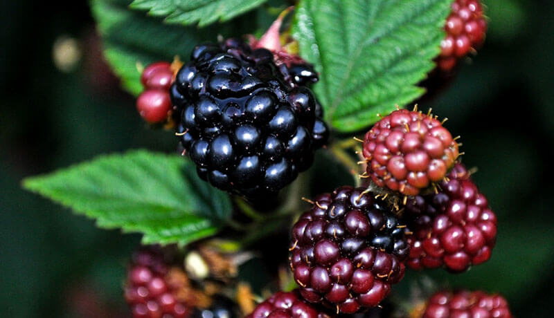 Tác dụng của quả mâm xôi có thể giúp tăng cường đề kháng cơ thể Tác dụng của quả mâm xôi có thể giúp tăng cường đề kháng cơ thể