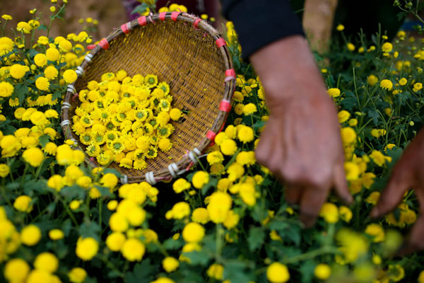 Lựa chọn hoa cúc để làm trà