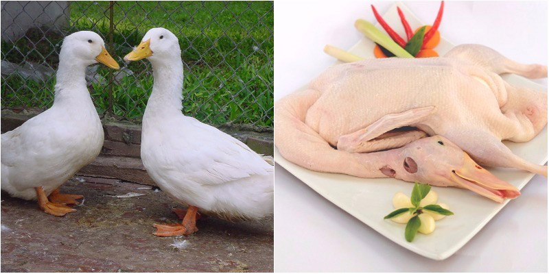 Hướng dẫn cách luộc thịt vịt ngon ít người biết
