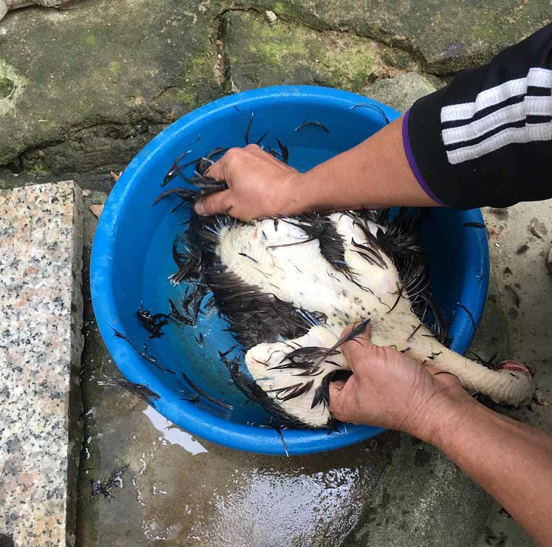 Làm sạch lông gà bằng giấm hoặc rượu trắng