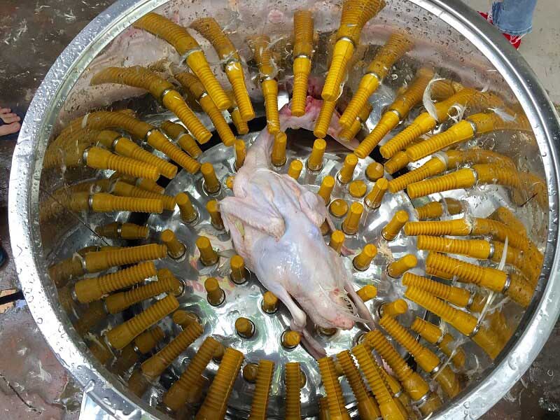 Làm sạch lông bằng máy vặt lông gia cầm