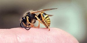 Ong đốt bôi gì? Cách xử lý khi bị ong đốt tại nhà giúp hết sưng, nhanh khỏi