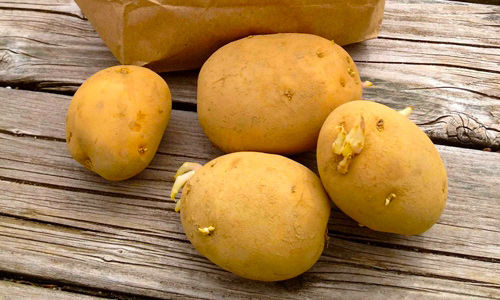 Không nên ăn khoai tây mọc mầm