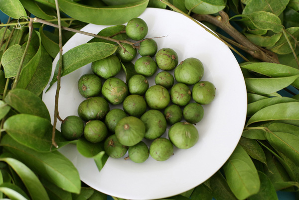 Hướng dẫn cách chọn sấu ngon