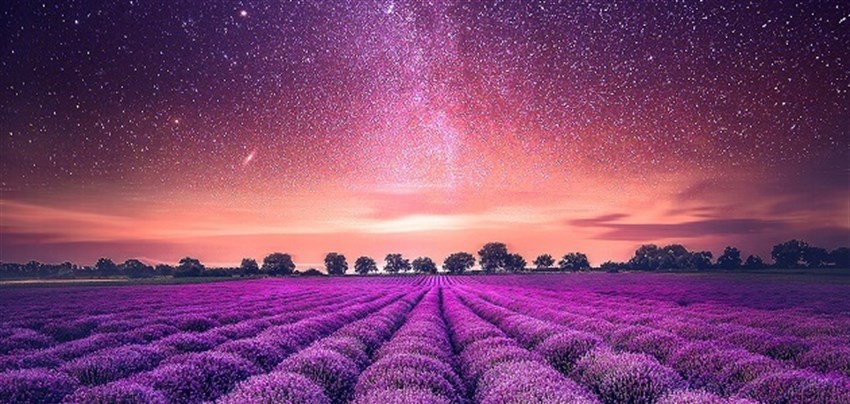 Lavender là hoa gì? Ý nghĩa của hoa lavender (oải hương)