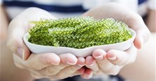 Rong nho là gì? Tác dụng của rong nho đối với sức khỏe như thế nào?