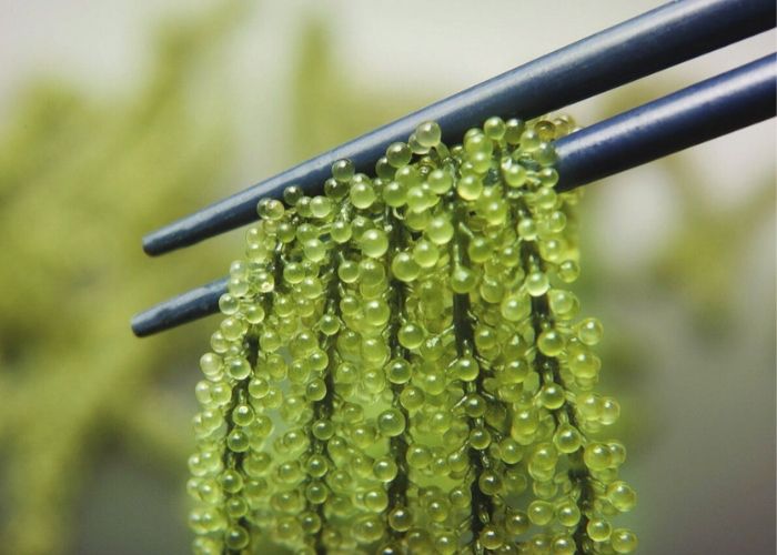 Tác dụng của rong nho với sức khỏe là rất lớn Tác dụng của rong nho với sức khỏe là rất lớn