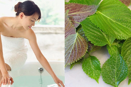 Cách làm trắng da toàn thân bằng lá tía tô