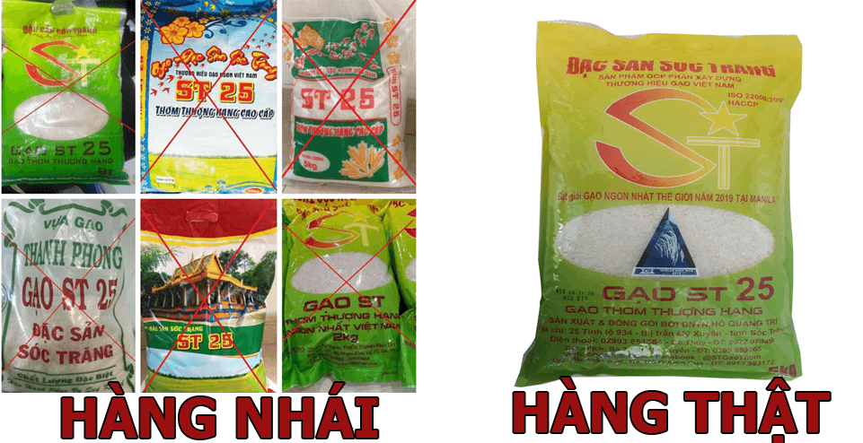 Cách phân biệt gạo ST25 thật nhái Cách phân biệt gạo ST25 thật nhái