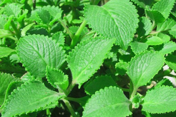 Cách làm siro húng chanh