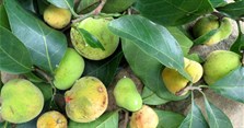 Quả chay là quả gì? Quả chay ăn như thế nào?