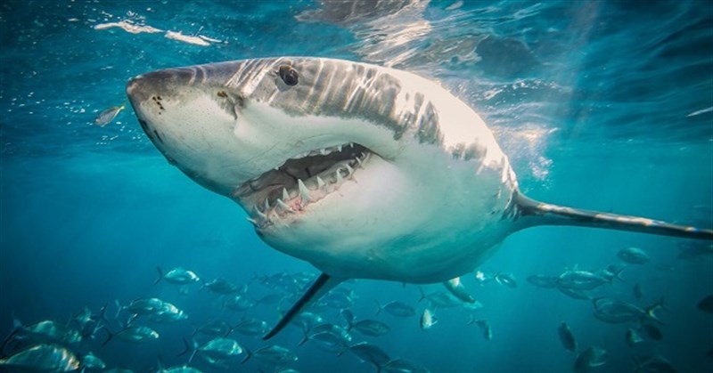Vi cá mập là gì? Sụn vi cá mập có tác dụng gì?