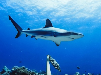 Vi cá mập là gì? Sụn vi cá mập có tác dụng gì?