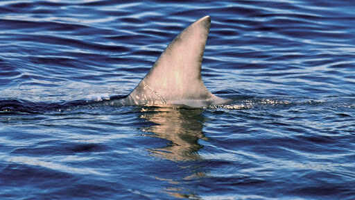 Vi cá mập là gì?