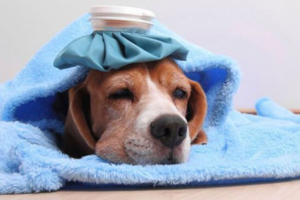 Tác hại của ve chó Tác hại của ve chó