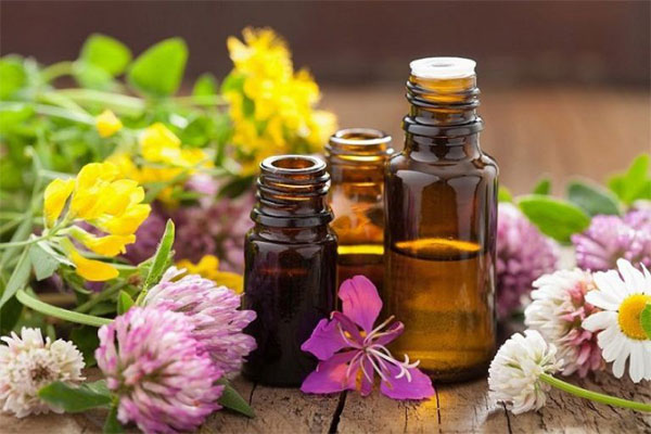 Cách trị ve chó bằng tinh dầu Cách trị ve chó bằng tinh dầu