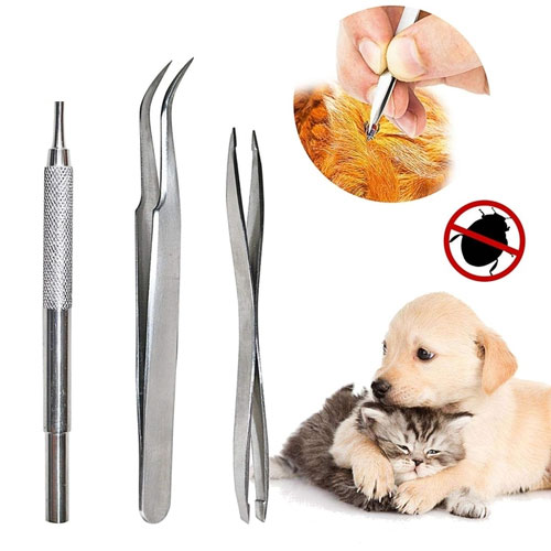 Cách trị ve chó bằng nhíp Cách trị ve chó bằng nhíp