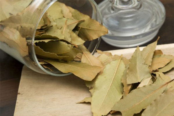 Lá nguyệt quế Lá nguyệt quế