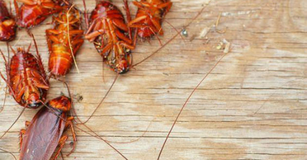 Cách đuổi gián trong nhà Cách đuổi gián trong nhà