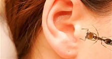 Bị kiến, côn trùng chui vào tai phải làm gì?