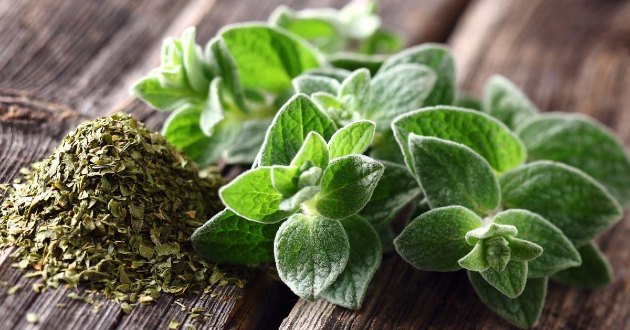 Lá oregano khô và lá oregano tươi.