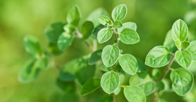 Cây oregano cùng họ với các loại húng, bạc hà...