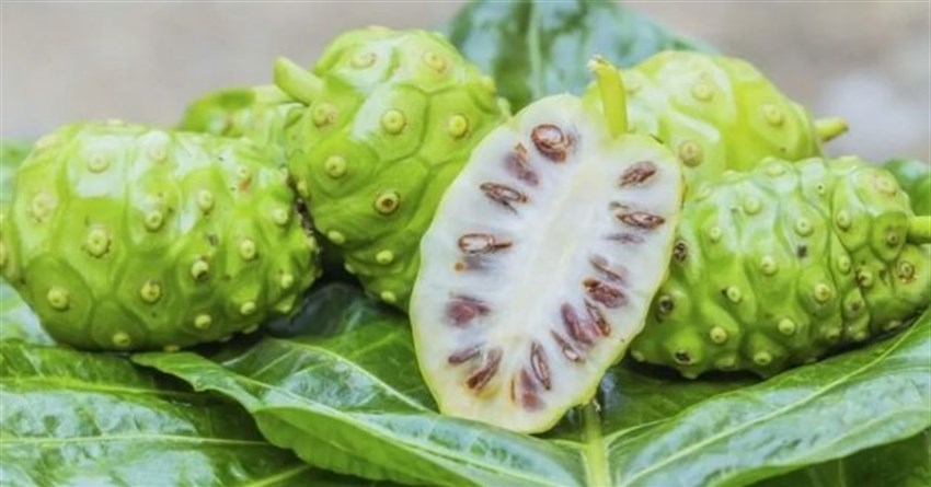 Quả nhàu là quả gì? Quả nhàu có tác dụng gì và cách sử dụng thế nào?