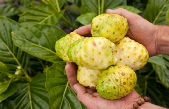 Quả nhàu cũng hỗ trợ làm chậm quá trình lão hóa, an thần và làm đẹp cho phụ nữ