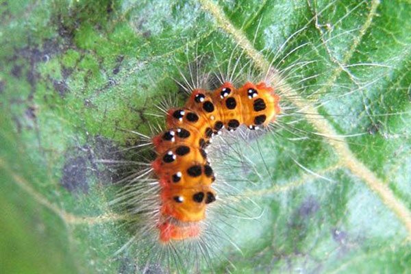 Chữa ngứa do sâu róm đốt