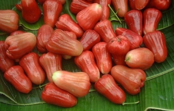 Từ tháng thứ 4 trở đi, các mẹ bầu đã có thể ăn những loại quả như roi, dừa... Từ tháng thứ 4 trở đi, các mẹ bầu đã có thể ăn những loại quả như roi, dừa...