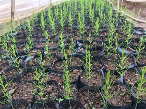 Chăm sóc cây măng tây