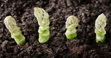 Cách gieo hạt măng tây nhanh nảy mầm