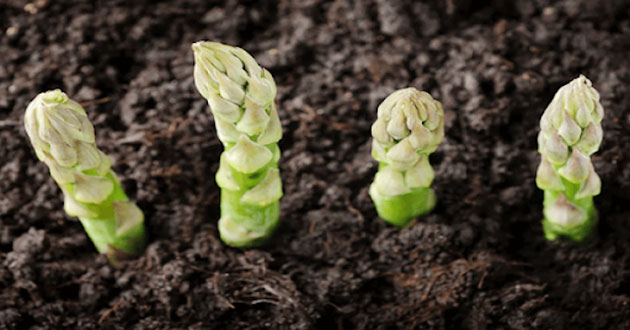 Cách gieo hạt măng tây