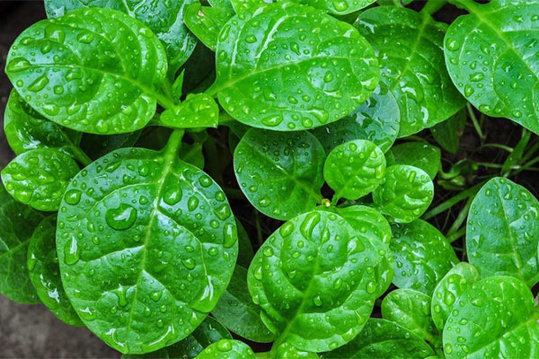 Cách gieo hạt rau mồng tơi