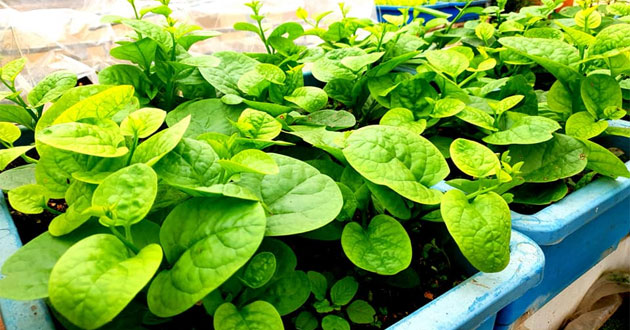 Gieo hạt mồng tơi