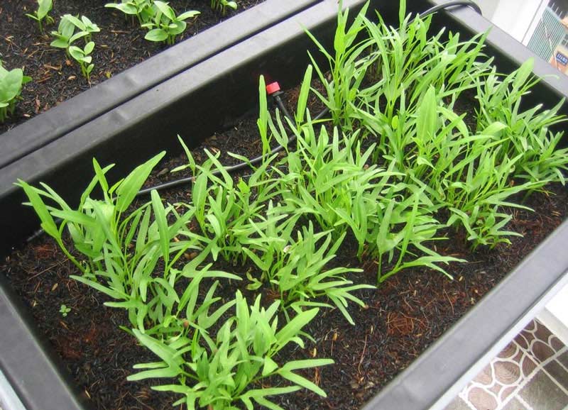 Cách ngâm và gieo trồng hạt giống rau muống