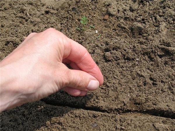 Gieo hạt giống rau muống